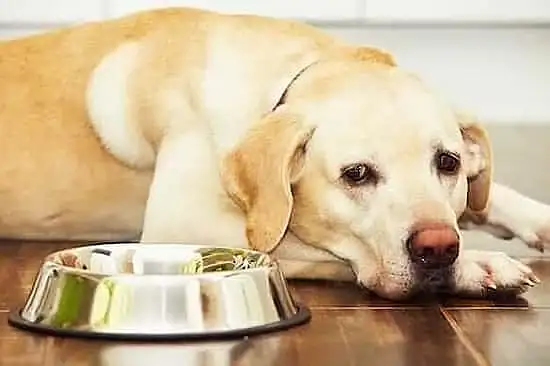 You are currently viewing How Long Can a Dog Go Without Eating?