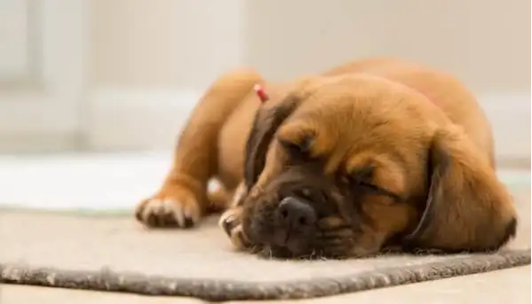 Why Do Dogs Sleep So Much