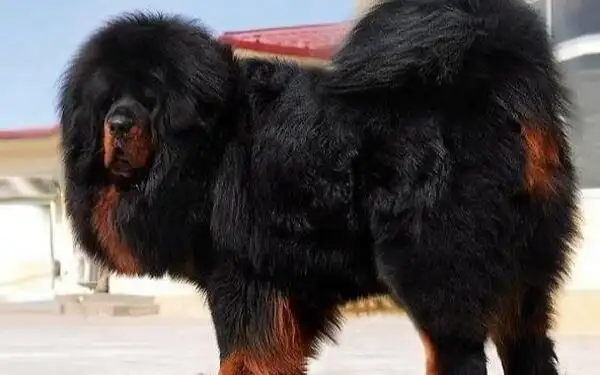 Tibetan Mastiff best mountain dog breeds