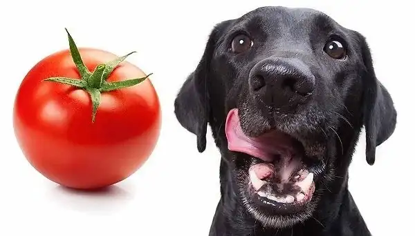 Read more about the article Can Dogs Eat Tomatoes?