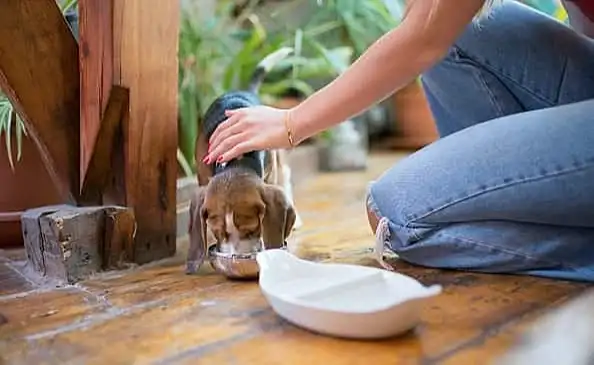 Can a healthy dog go without food for a long time?