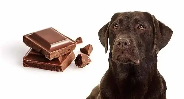 Read more about the article How much chocolate can kill a dog?