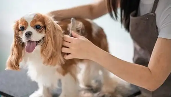 dog grooming dallas