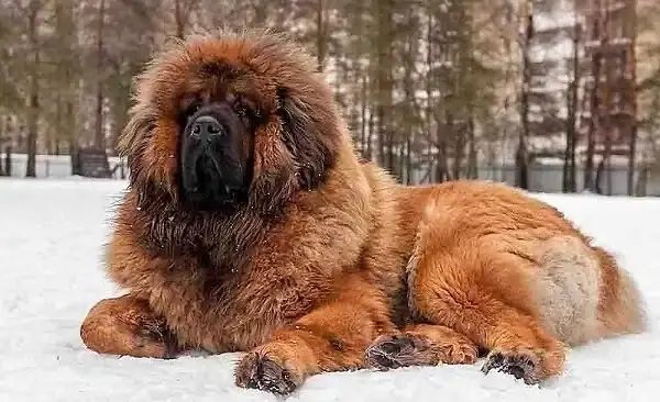 You are currently viewing 15 Mountain Dog Breeds That Pick Up Wildlife