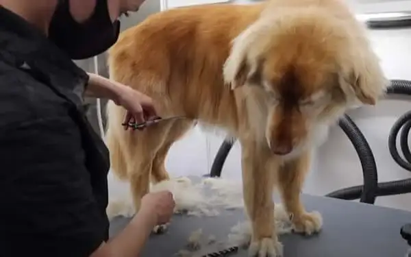 Petsmart dog grooming Chicago