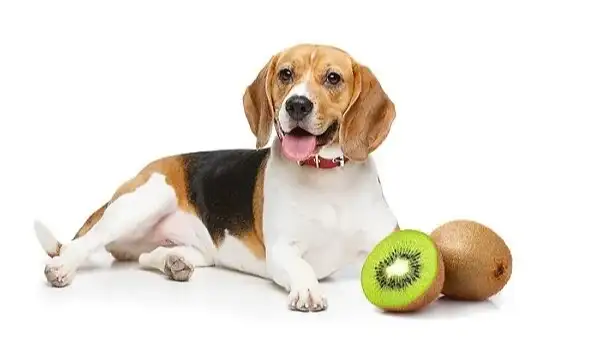 cann dogs eat kiwi