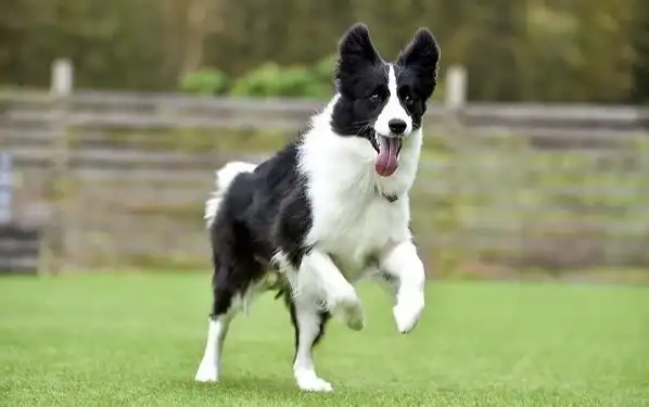 You are currently viewing Border Collie Information: Temperament, Price, History, Appearance, Training, Grooming and more