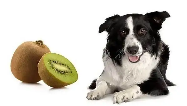 Read more about the article Can Dogs Eat Kiwi?