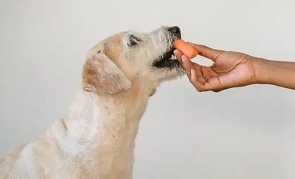 Do Dogs Need Papaya