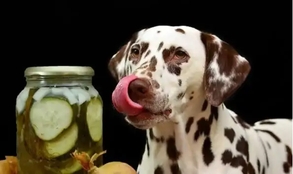 Read more about the article Can Dogs Eat Pickles? Shocking Answer!