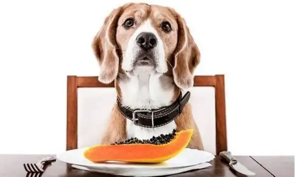 Read more about the article Can Dogs Eat Papaya?