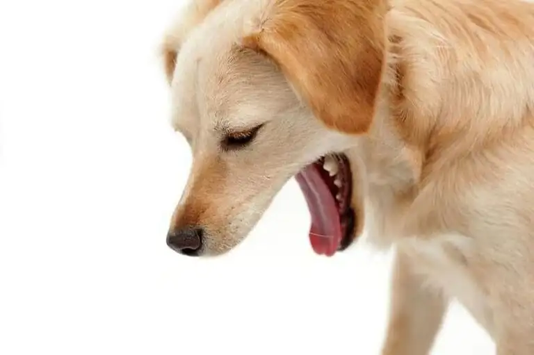 Read more about the article Why Is My Dog Dry Heaving?