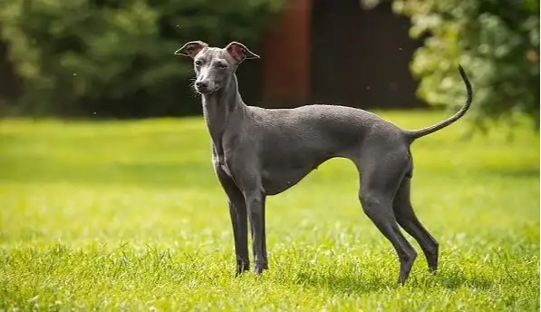Read more about the article Top 15 Skinny Dog Breeds with Photos and Their Facts