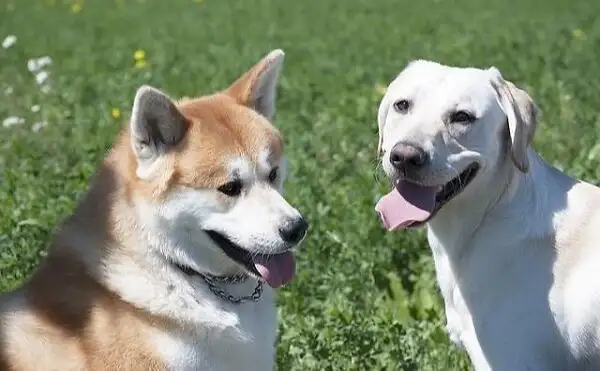 Akita dogs
