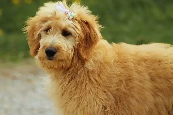 Read more about the article Are Goldendoodles Hypoallergenic?