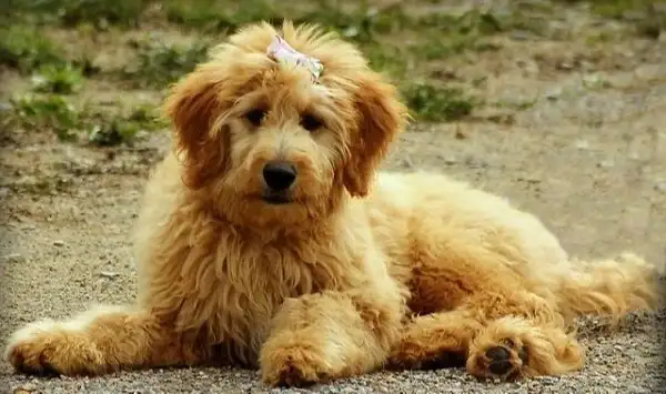Read more about the article Are Goldendoodles Good Guard Dogs?