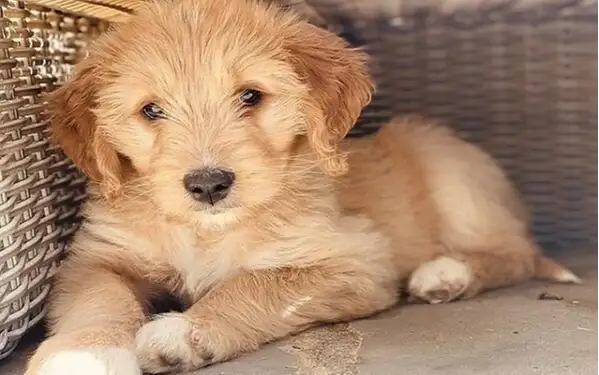 Goldendoodles puppy