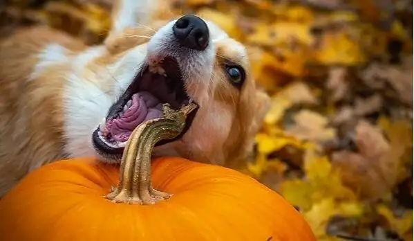You are currently viewing Can Dogs Eat Pumpkin?
