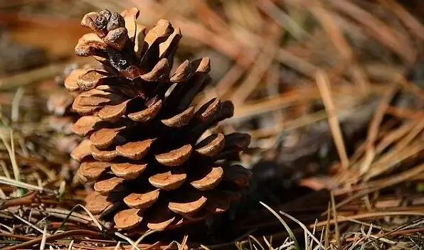 What Are Pine Cones