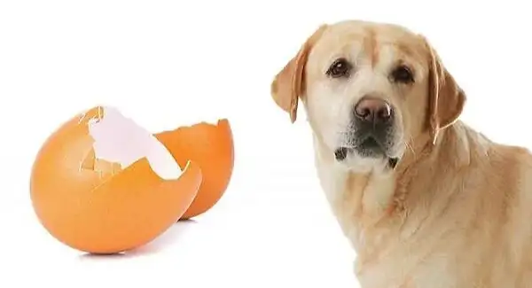 Read more about the article Can Dogs Eat Egg Shells?