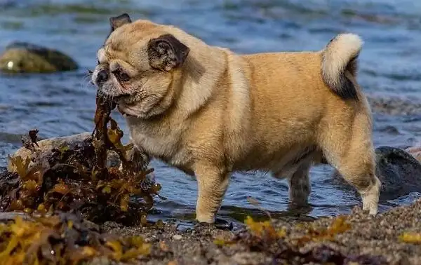 Read more about the article Can Dogs Eat Seaweed?