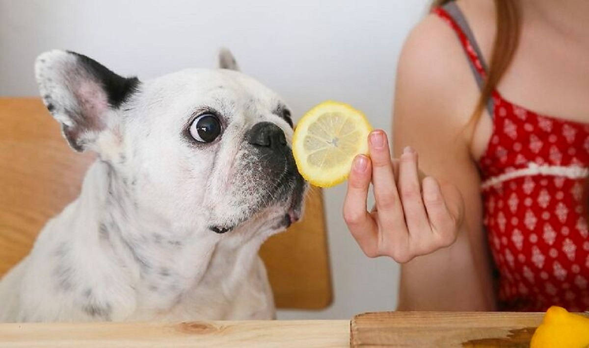 Read more about the article Can Dogs Eat Lemons?