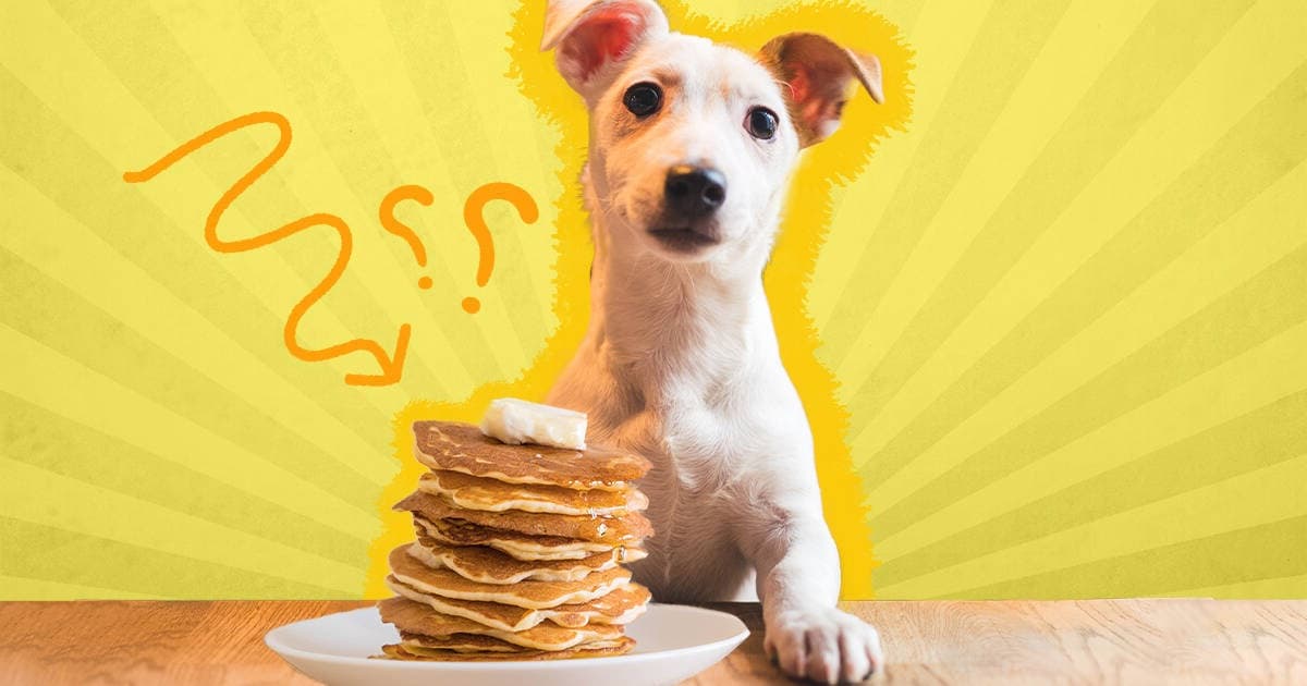 Read more about the article Can Dogs Eat Pancakes?