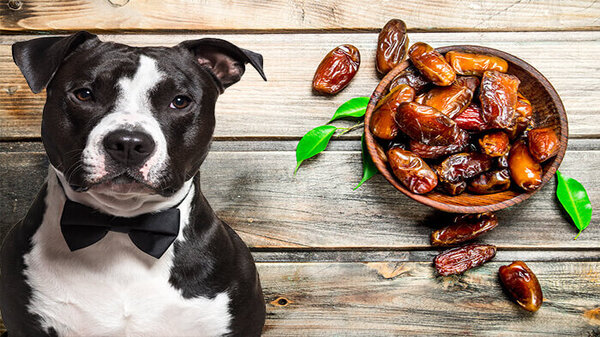Read more about the article Can Dogs Eat Dates?