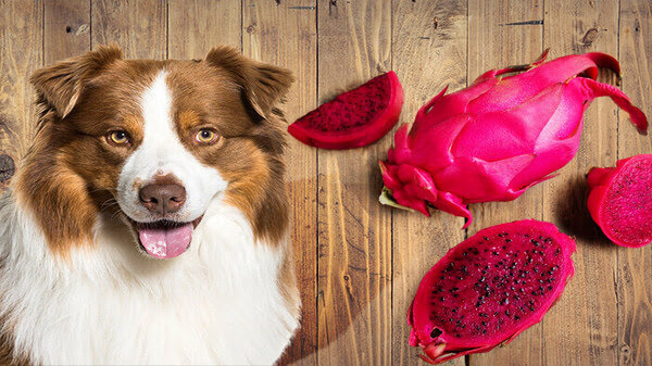 You are currently viewing Can Dogs Eat Dragon Fruit?