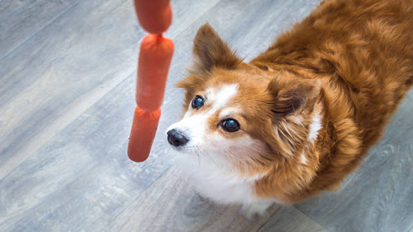 Read more about the article Can Dogs Eat Sausage? Don’t Miss These Facts!
