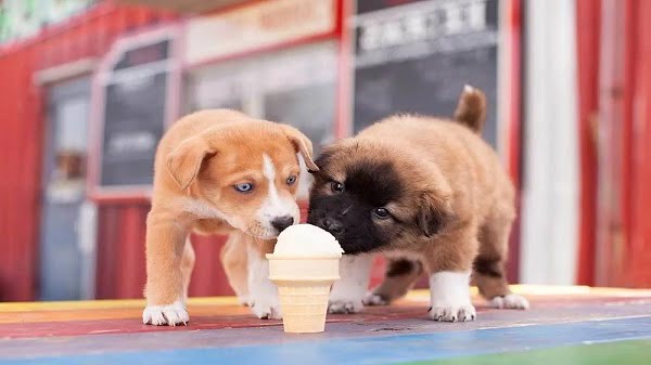 Read more about the article Can Dogs Eat Vanilla Ice Cream?