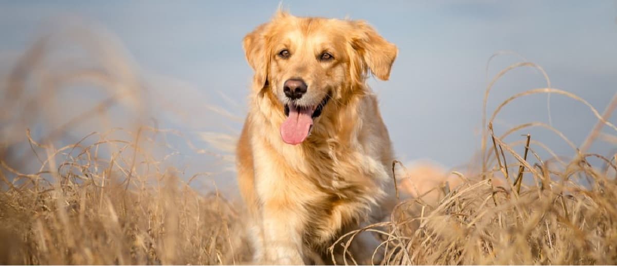 Read more about the article Do Female Dogs Have Orgasms?