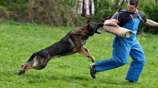 Read more about the article How To Train A Dog To Attack?