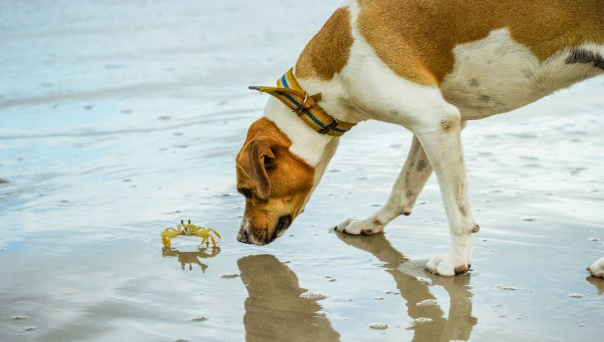 Read more about the article Can Dogs Eat Crab?