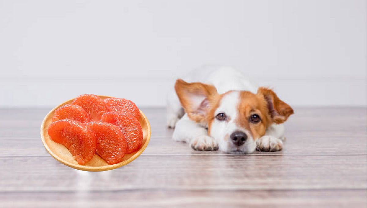 Read more about the article Can Dogs Eat Grapefruit? Why Is It Not Safe for Canines?