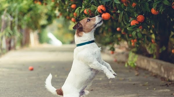 Read more about the article Can Dogs Eat Mandarins? Are They Good?