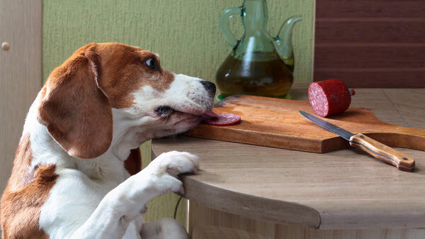 Read more about the article Can Dogs Eat Pepperoni? The Answer May Surprise You!