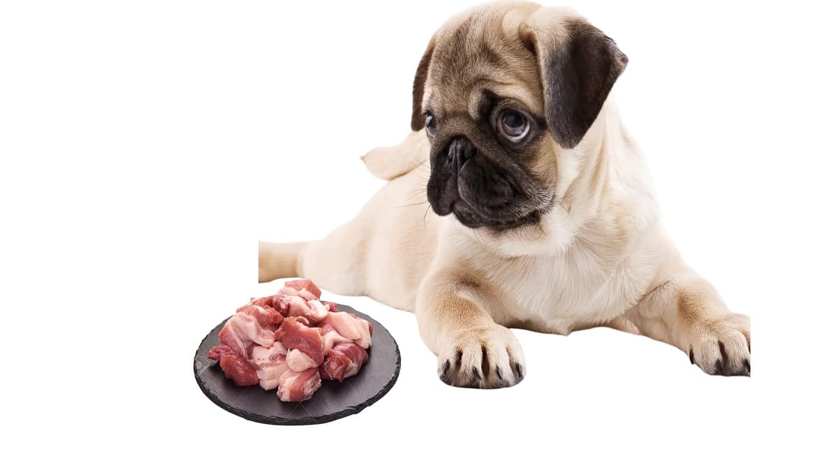 Read more about the article Can Dogs Eat Pork?