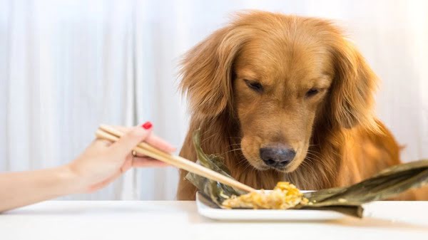 Read more about the article Can Dogs Eat Tofu?