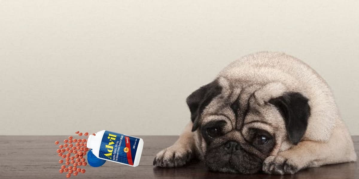 Read more about the article Can Dogs Have Advil For Pain?