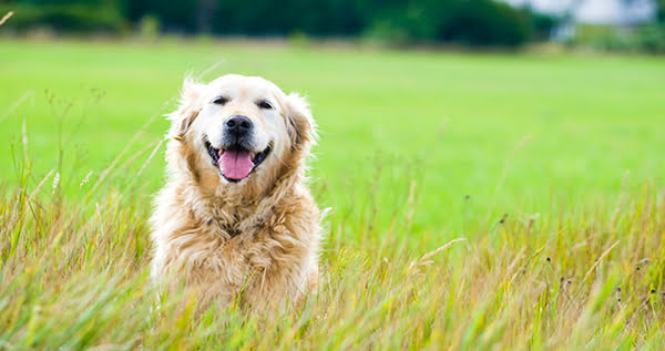 You are currently viewing 10 Natural Ways Dogs Bring Happiness to Our Lives