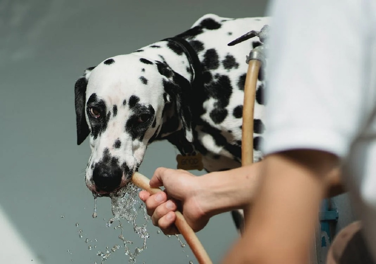 Read more about the article The Danger For Dogs Drink A Lot of Water?