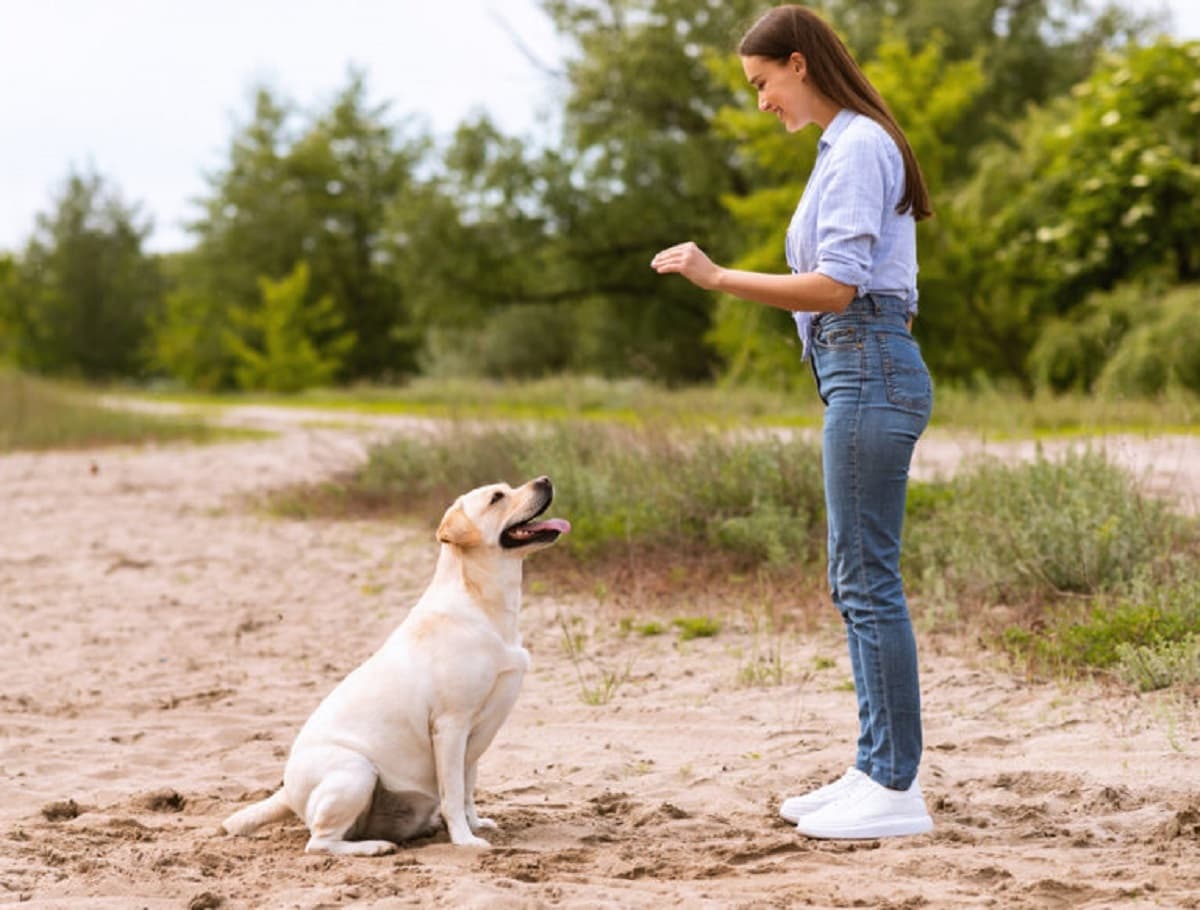 Read more about the article How To Train A Dog That Is Deaf? A Comprehensive Guide!