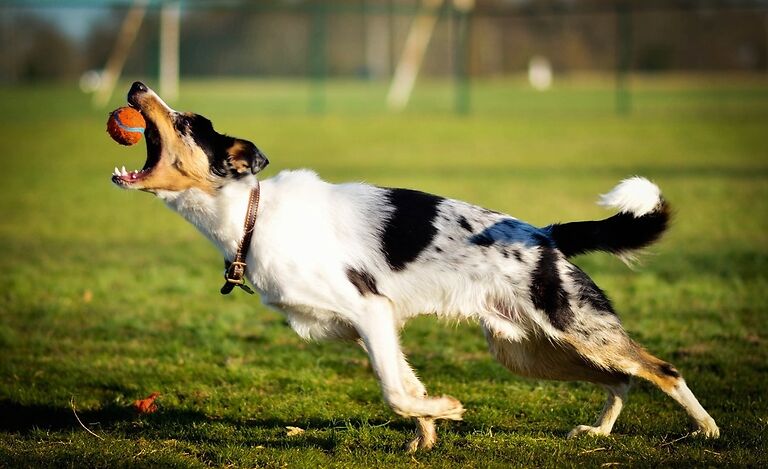 You are currently viewing 5 Ways to Teach Your Dog to Catch a Ball in 10 Minutes
