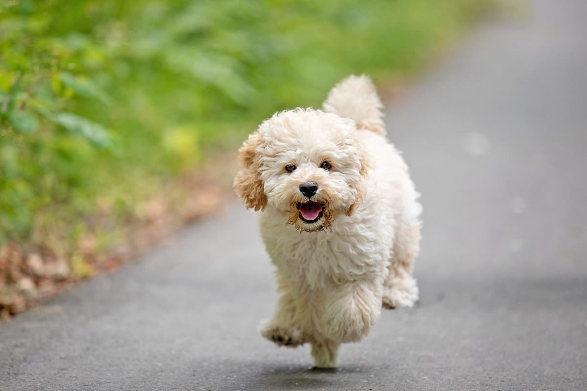 Read more about the article How Big Does A Maltipoo Get?