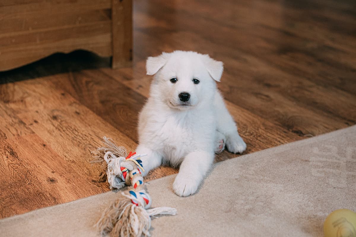 Read more about the article How To Get Dog Pee Out Of Carpet?