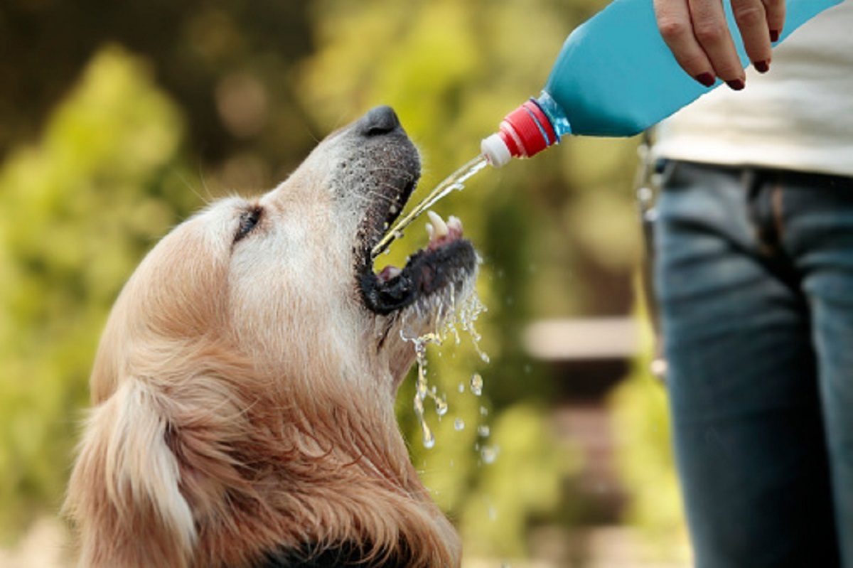 Read more about the article How To Tell If A Dog Is Dehydrated? Signs & Symptoms!