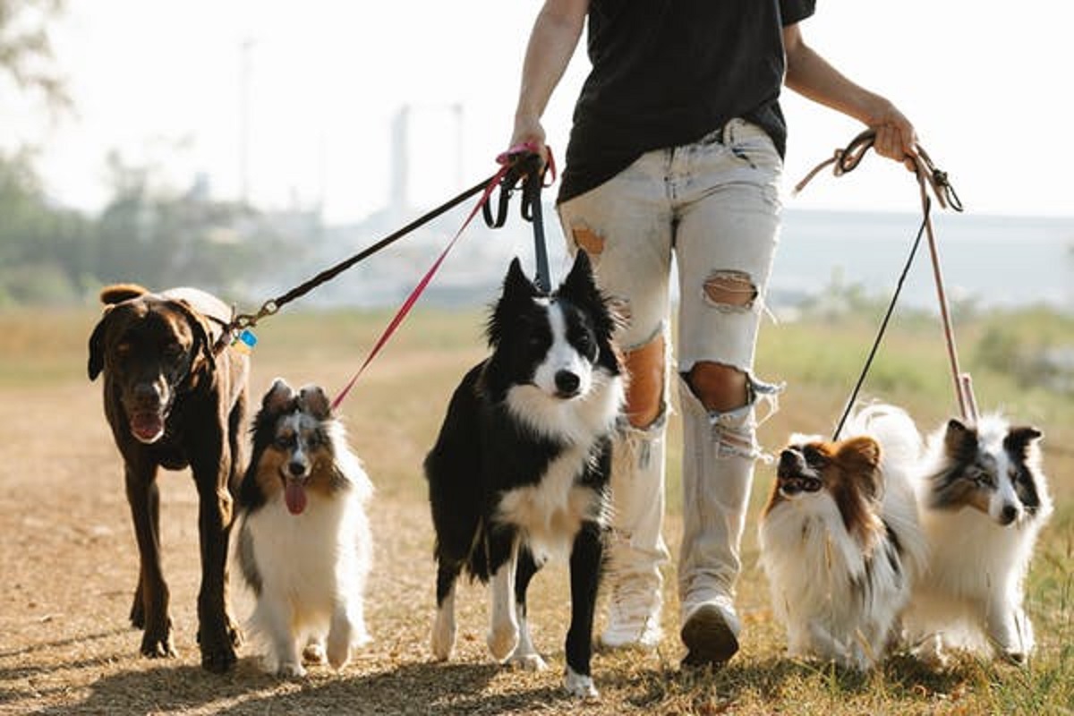 Read more about the article When Is It Too Hot To Walk A Dog?