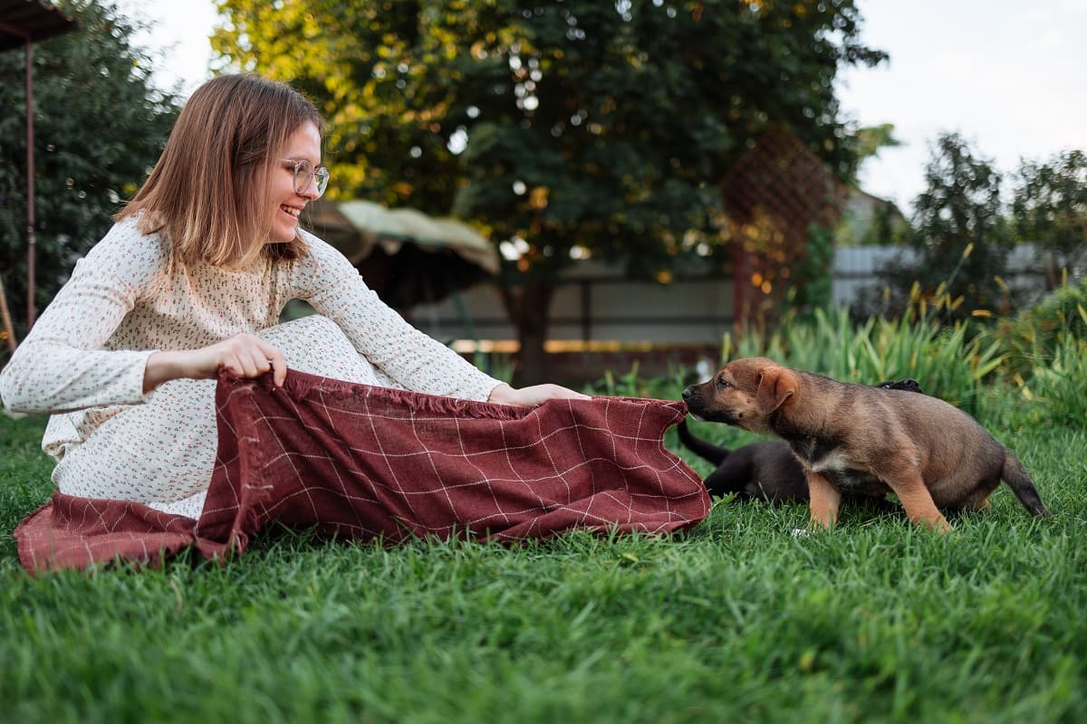 Read more about the article Why Do Dogs Nibble On Blankets?