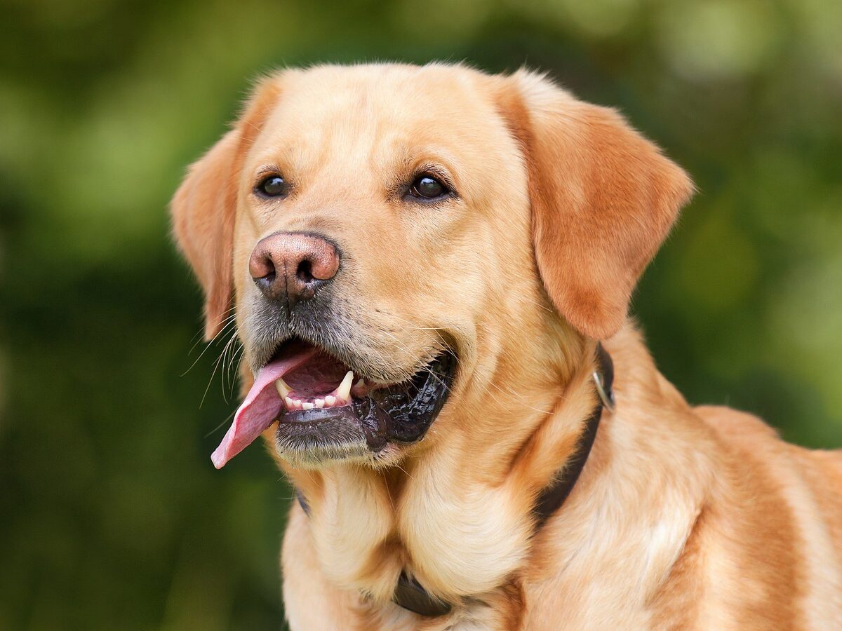 Read more about the article English Labrador Appearance, Temperament, Price & History